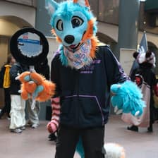 Husk Husky