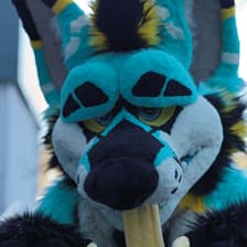 HexagonHusky